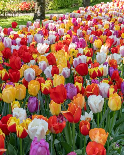 Zmes All Colours, 100 kusov